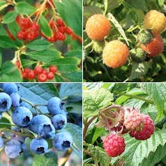 Hedge, Edible 'Ophelie'